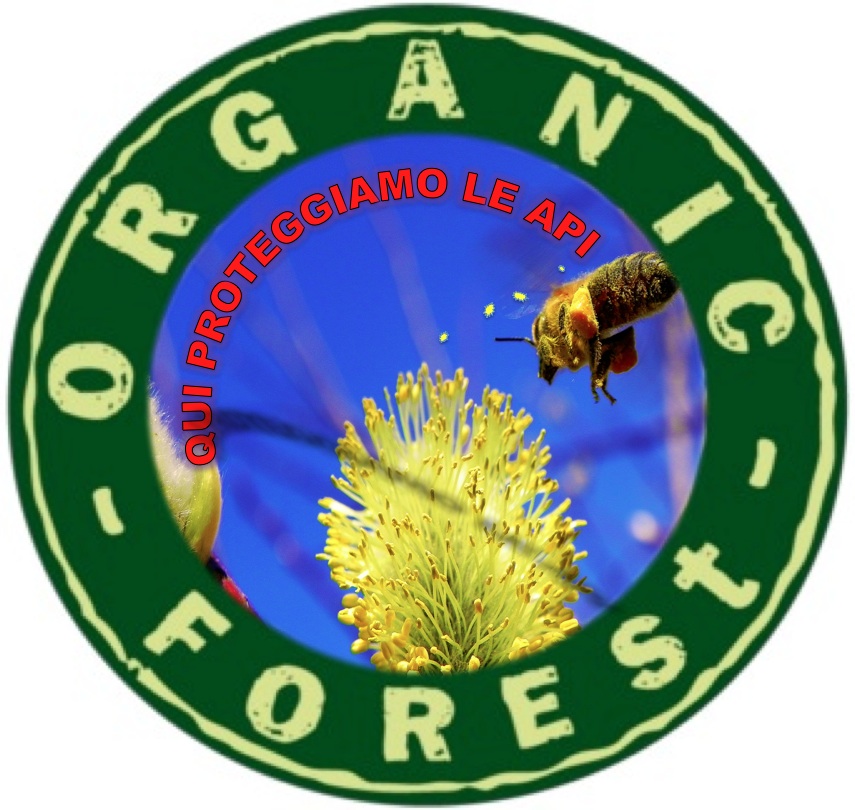 organic-forest.JPG - 208.6 kb